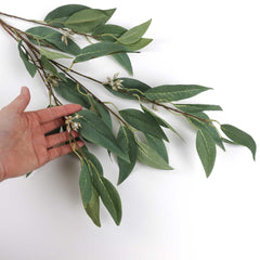 Eucalyptus Gum Leaf Seed Spray