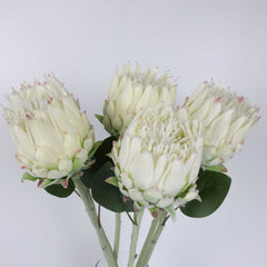 Protea Flower Bloom 62cmH