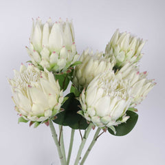 Protea Flower Bloom 62cmH