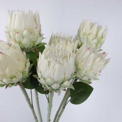 Protea Flower Bloom 62cmH