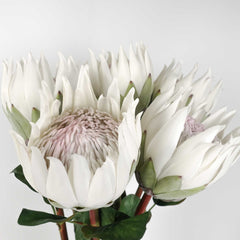 King Protea Bloom 66cmH