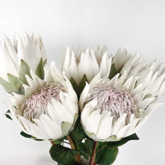 King Protea Bloom 66cmH