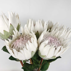 King Protea Bloom 66cmH