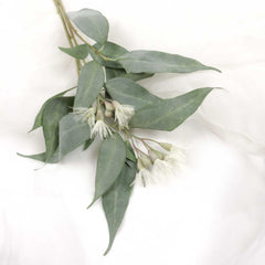 Eucalyptus Flowering Cream Green 53cmH