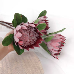 Big Size King Protea Bloom