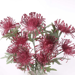 3 Heads Pincushion Leucospermum Stem 70cmH