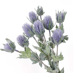 3 Heads Sea Holly Spray