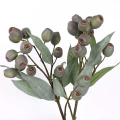 Eucalyptus Gum Nut Branch 67cmH