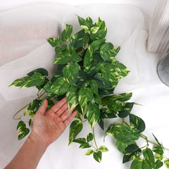 Artificial Pothos Plant Hanging 65cmH