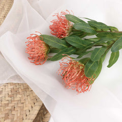 Leucospermum Pincushion Stem 48cmH