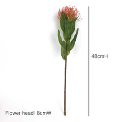 Leucospermum Pincushion Stem 48cmH