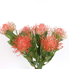 Leucospermum Pincushion Stem 48cmH