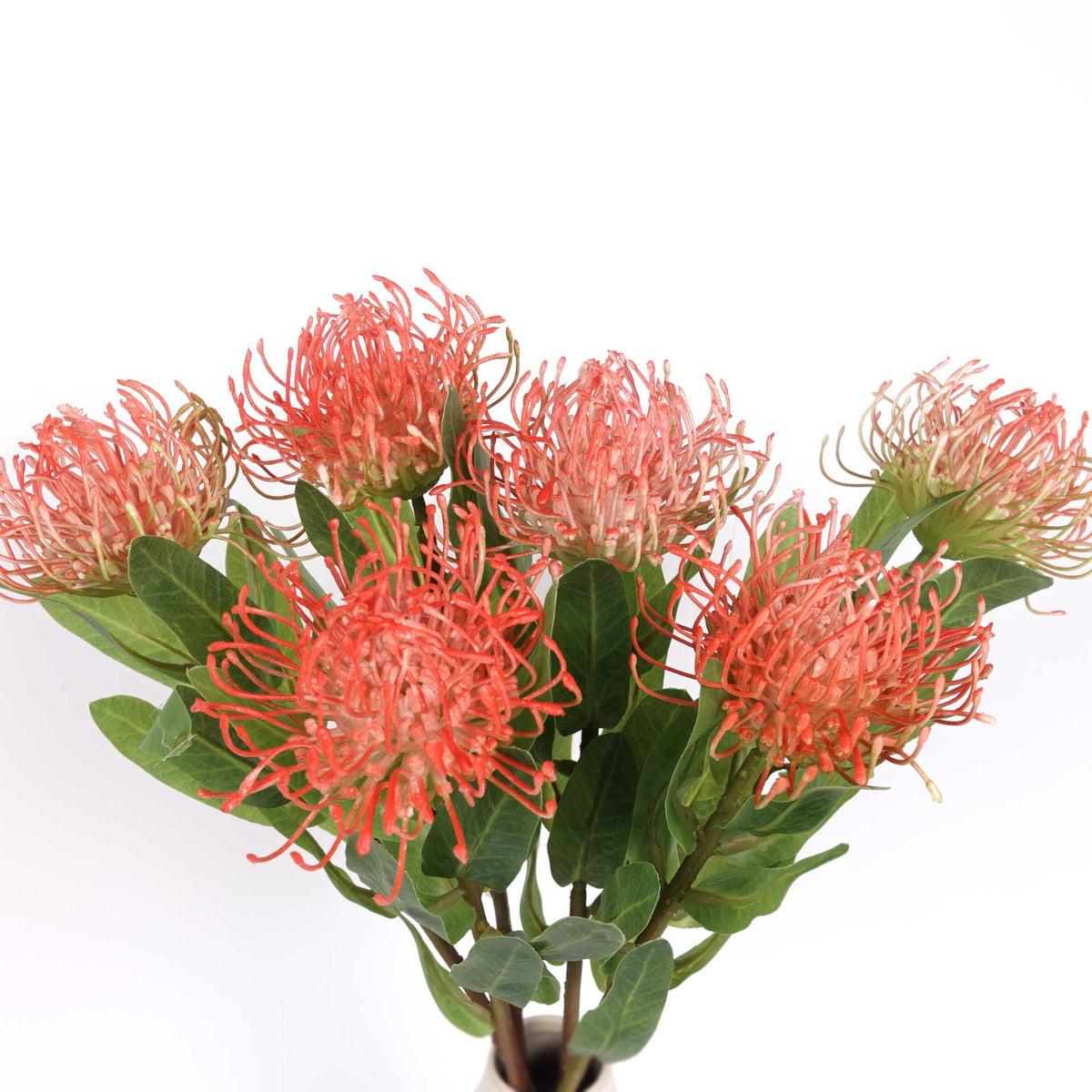 Leucospermum Pincushion Stem 48cmH