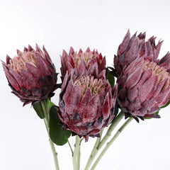 Protea Flower Bloom 62cmH