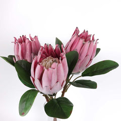 Artificial Queen Protea Stem 55cmH