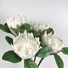 Big Size King Protea Bloom Cream White