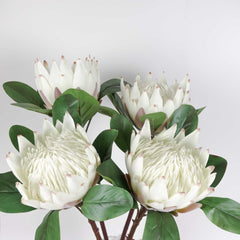 Big Size King Protea Bloom Cream White