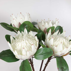 Big Size King Protea Bloom Cream White