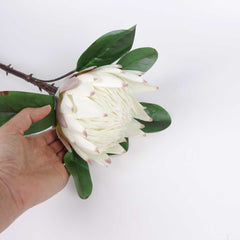 Big Size King Protea Bloom Cream White