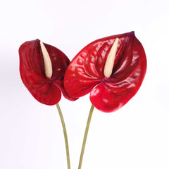 Anthurium Stem Red 60cmH