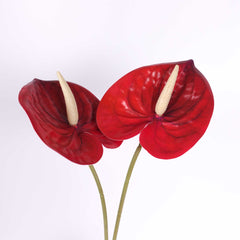 Anthurium Stem Red 60cmH