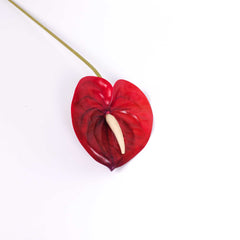 Anthurium Stem Red 60cmH