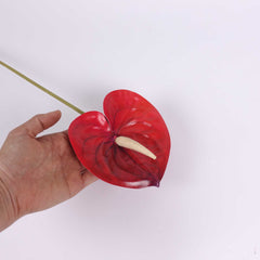 Anthurium Stem Red 60cmH