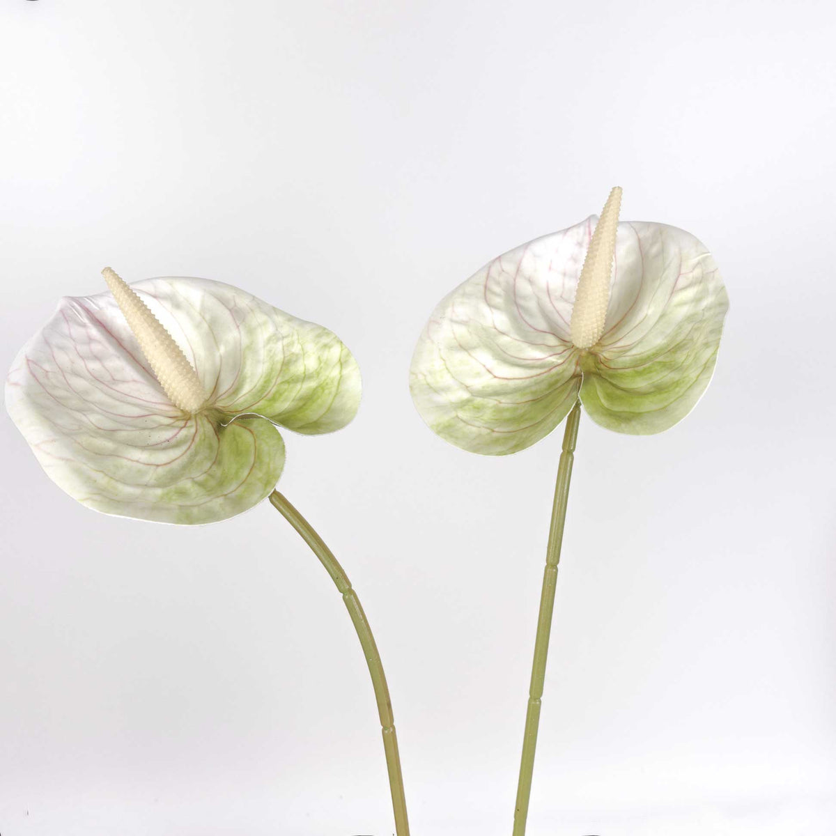 Anthurium Stem Cream Green 60cmH