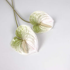 Anthurium Stem Cream Green 60cmH