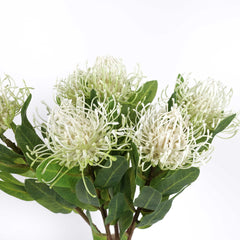 Leucospermum Pincushion Stem 48cmH