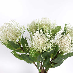 Leucospermum Pincushion Stem 48cmH