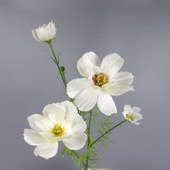 Big Heads Cosmos Flower Cream 78cmH