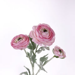 3 Head Ranunculus Stem in Rose Pink 50cmH