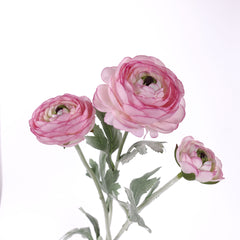 3 Head Ranunculus Stem in Rose Pink 50cmH