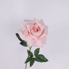 Single Rose Stem in Peach Pink