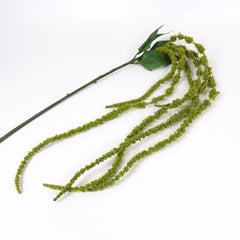 Amaranthus Stem in Green
