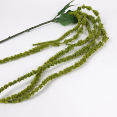 Amaranthus Stem in Green