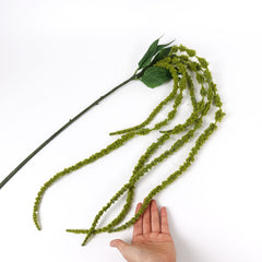 Amaranthus Stem in Green