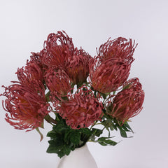 7 Heads Leucospermum Pincushion Bush 45cmH