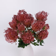 7 Heads Leucospermum Pincushion Bush 45cmH