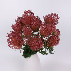 7 Heads Leucospermum Pincushion Bush 45cmH