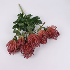 7 Heads Leucospermum Pincushion Bush 45cmH