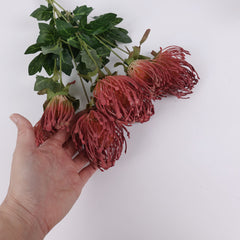 7 Heads Leucospermum Pincushion Bush 45cmH