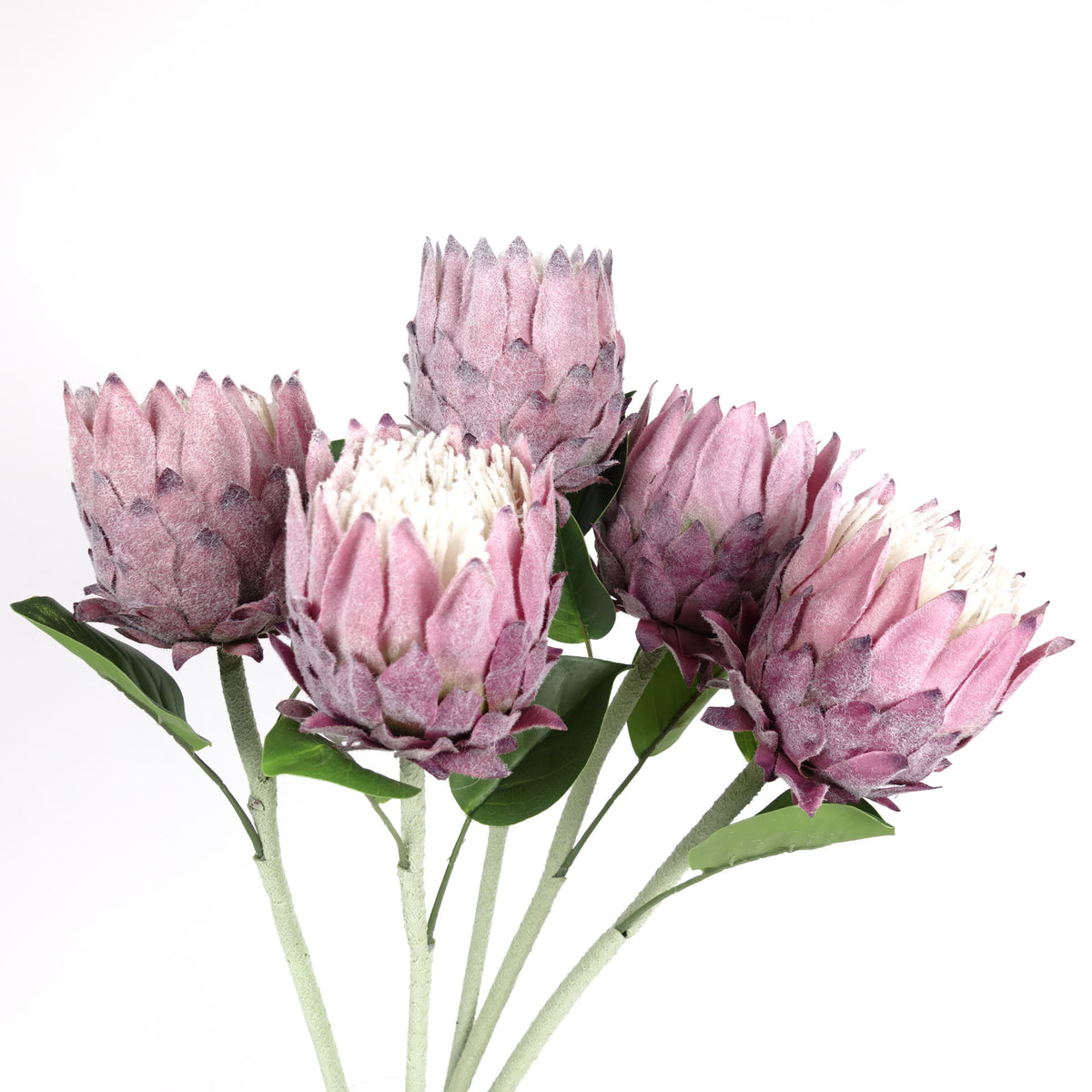 Protea Flower Bloom 62cmH