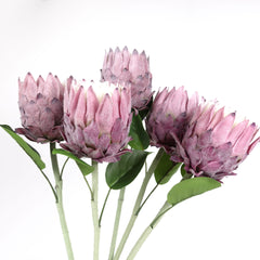 Protea Flower Bloom 62cmH