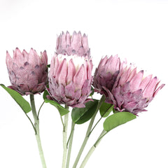 Protea Flower Bloom 62cmH