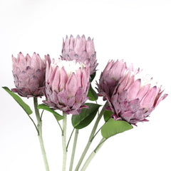 Protea Flower Bloom 62cmH