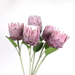 Protea Flower Bloom 62cmH