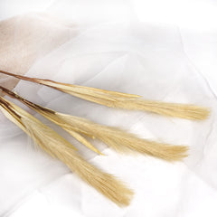Reed Pampas Grass Long Spray 105cmH