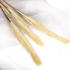 Reed Pampas Grass Long Spray 105cmH